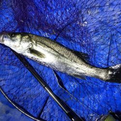 小アジ狙いで、シーバス